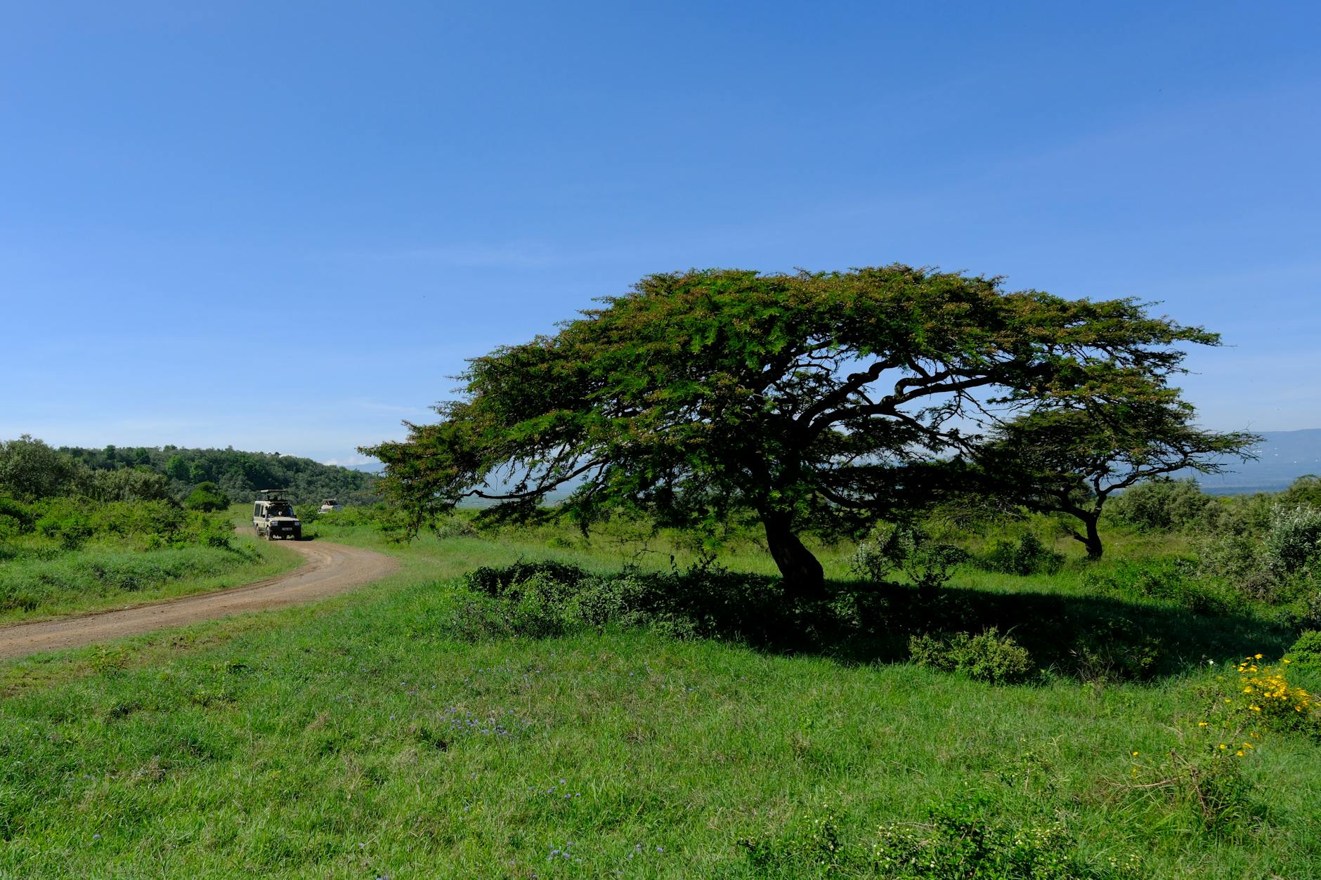 8 Essential Tips for First-Time Visitors to Kenya