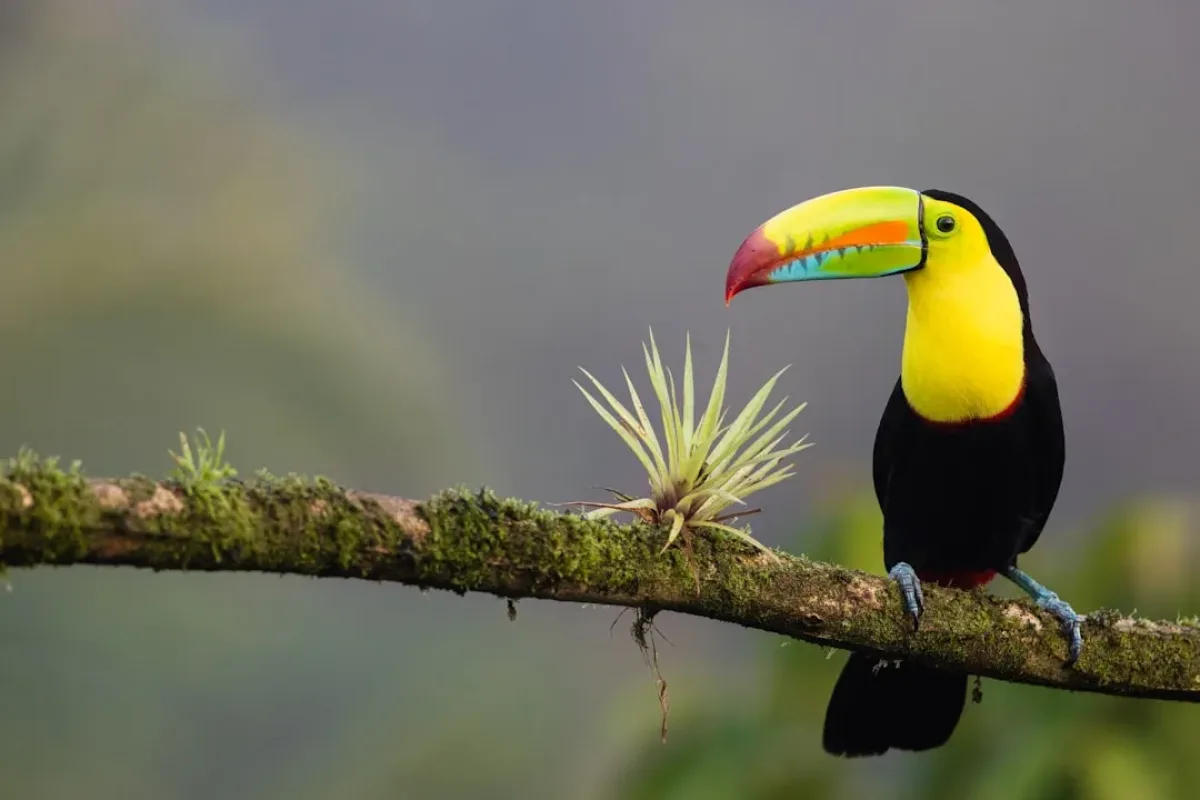 Costa Rica